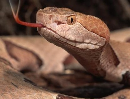 لدغة أفعى تتسبّب في حالة من الهَلع لرواد كورنيش “مرقالة”