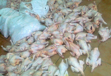 كارثة صحية جديدة: عصابة تروج لحوم دواجن فاسدة بين أصحاب الأكلات الخفيفة