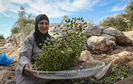 انتاج الزيتون بجهة طنجة تطوان الحسيمة