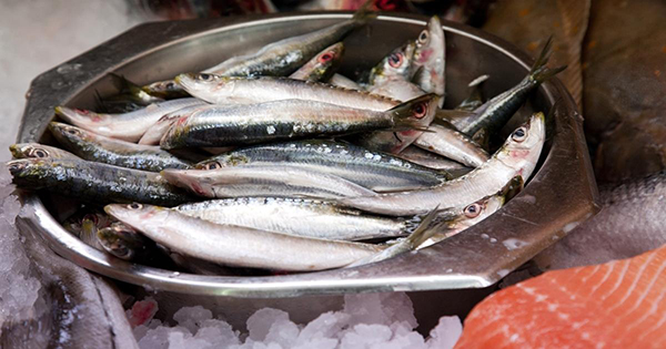 هل سيختفي السردين قريبا من موائدنا ؟