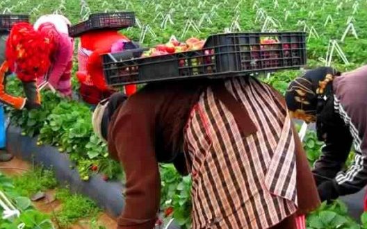 ضحايا  “الرغيف الأحمر” في  حقول الفراولة الأسبانية