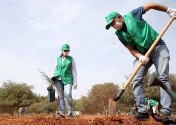 الزراعات الخريفية: إنجاز 83٪ من المساحة المبرمجة بجهة طنجة
