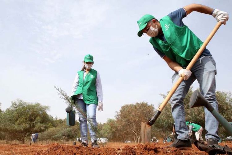 الزراعات الخريفية: إنجاز 83٪ من المساحة المبرمجة بجهة طنجة