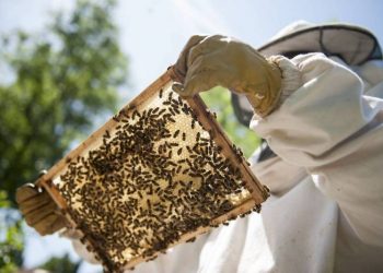 وزارة الفلاحة تدعم المتضررين بعد ظاهرة اختفاء النحل