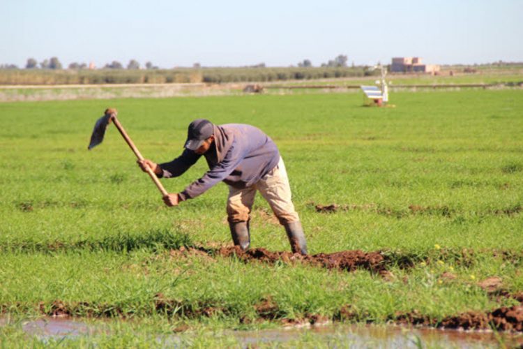 البام: يشيد بعناية الملك تجاه العالم القروي بعد تأخر التساقطات