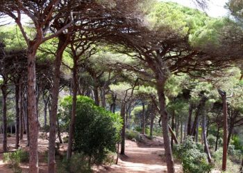 رئة طنجة تختنق وسط تنامي أطماع مافيا العقار