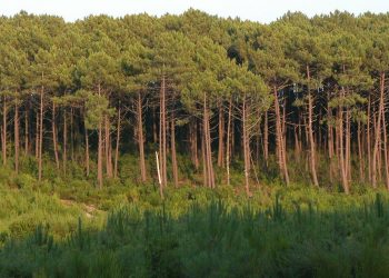 الترامي على غابات طنجة.. غضب وترافع