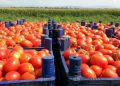وزير الفلاحة: ارتفاع سعر الطماطم سببه زيادة الطلب العالمي