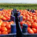 وزير الفلاحة: ارتفاع سعر الطماطم سببه زيادة الطلب العالمي