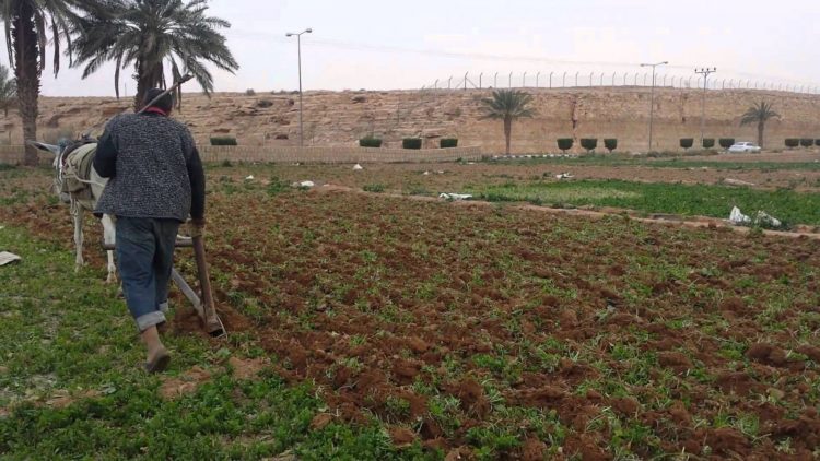 التساقطات المطرية الأخيرة تحيي الآمال