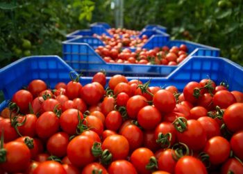 واردات إسبانيا من الطماطم المغربية تجاوزت 80 مليون كيلوغرام