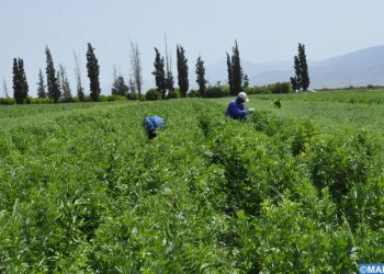 طنجة تطوان الحسيمة : زراعة أزيد من 83 في المائة من المساحة المبرمجة