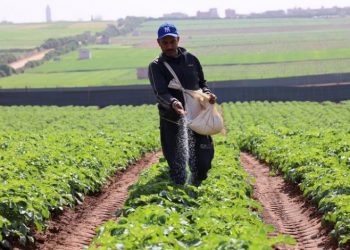 جهة طنجة: حالة 70 إلى 80 في من المزروعات بين متوسطة وجيدة