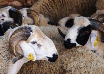 ترقيم أزيد من 3 ملايين رأس من الأغنام والماعز استعدادا لعيد الأضحى