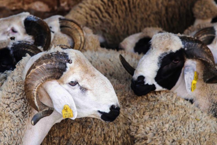 ترقيم أزيد من 3 ملايين رأس من الأغنام والماعز استعدادا لعيد الأضحى