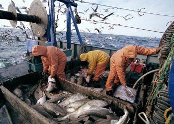 الصيد البحري: ارتفاع الكميات المفرغة بنسبة 14٪