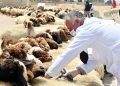 عيد الأضحى: الهيئة الوطنية للأطباء البياطرة تواكب الاستعدادات