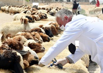 عيد الأضحى: الهيئة الوطنية للأطباء البياطرة تواكب الاستعدادات
