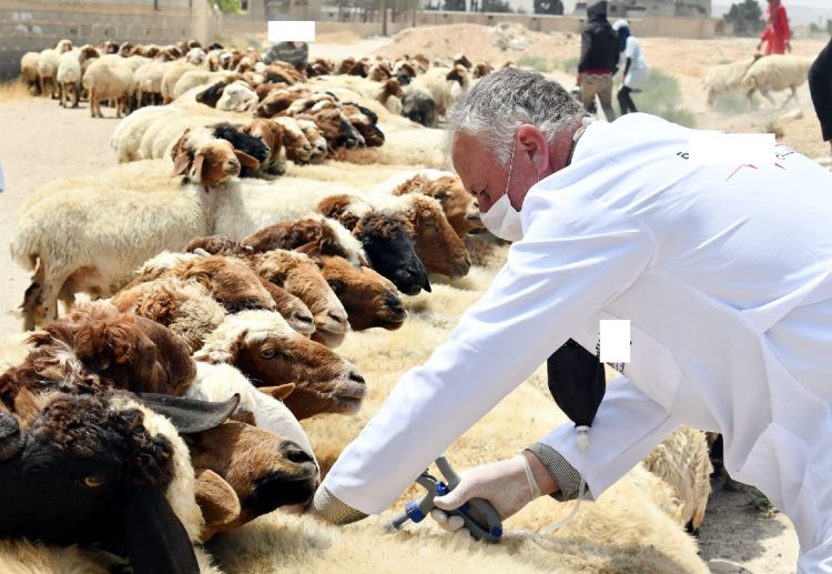 عيد الأضحى: الهيئة الوطنية للأطباء البياطرة تواكب الاستعدادات