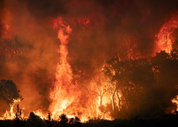 حرائق الغابات.. المساحة الإجمالية المتضررة بلغت 10 آلاف و300 هكتار