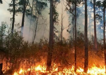 جهود متواصلة لاحتواء 4 حرائق غابات اندلعت على مستوى جهة طنجة-تطوان-الحسيمة