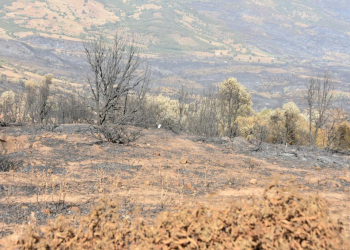 عمر مورو و محمد صديقي، يزوران المناطق المتضررة من الحرائق بإقليم العرائش