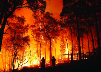 من المسؤول عن حرائق الغابات؟