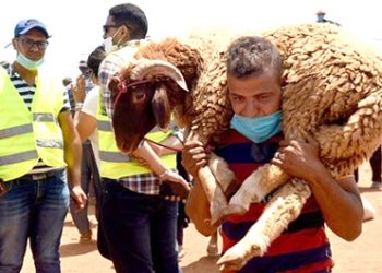 سوق الأضاحي ملتهب والقدرة الشرائية متدنية