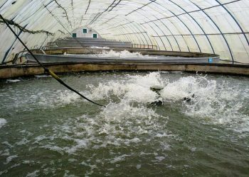 الوكالة الوطنية لتنمية تربية الأحياء البحرية : مواكبة إنشاء 290 مشروعا مرخصا له لتربية الأحياء البحرية سنة 2021