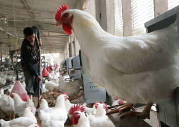 حول معاناة مهنيي الدجاج..