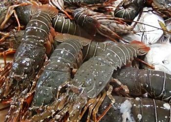 ورشة عمل بطنجة لعرض الإستراتيجية الوطنية للحد من آثار صيد الأنواع المهددة بالانقراض