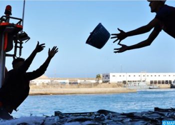 قطاع الصيد البحري .. مجموعة من الإجراءات لضمان الاستغلال المستدام للأسماك السطحية الصغيرة