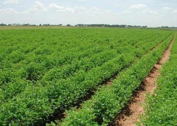 وقع إيجابي للتساقطات المطرية على حالة المزروعات بجهة طنجة-تطوان-الحسيمة