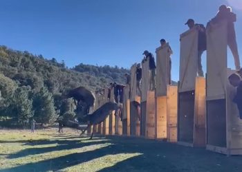 إطلاق 12 غزالا بربريا بالمنتزه الوطني لإفران