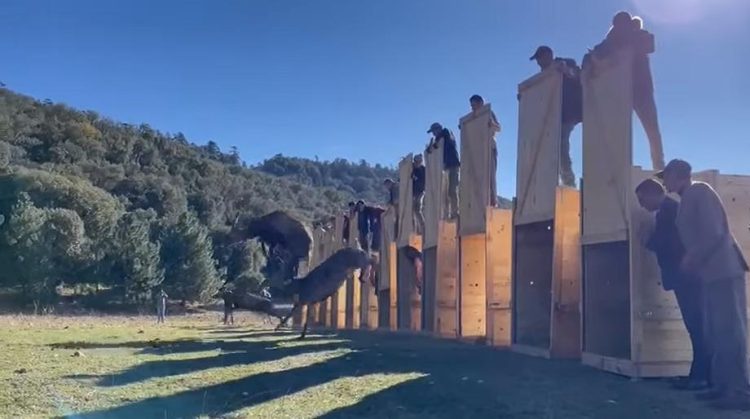 إطلاق 12 غزالا بربريا بالمنتزه الوطني لإفران