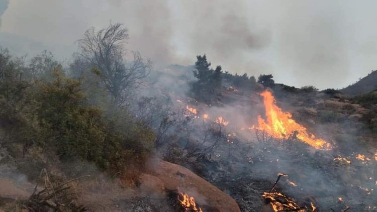 بيان مرصد حماية البيئة و المآثر التاريخية بطنجة حول كارثة الحرائق بغابات كاب سبارتيل ودونابو